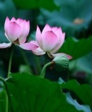 Inner Awakening Counseling and Psychotherapy